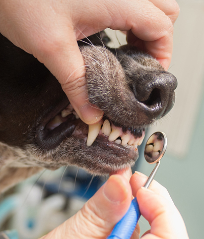 Zanesville Dog Dentist