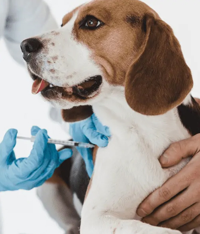 Dog Vaccinations in Grafton