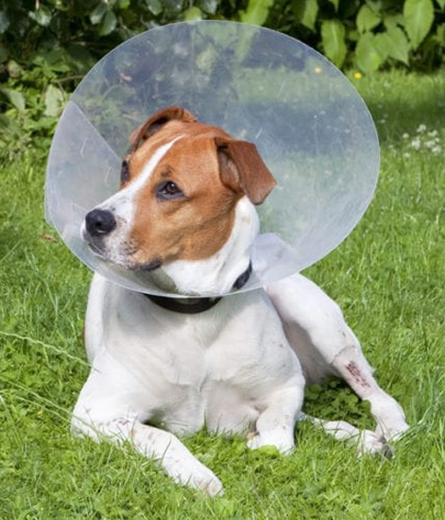 Grove City Spaying And Neutering