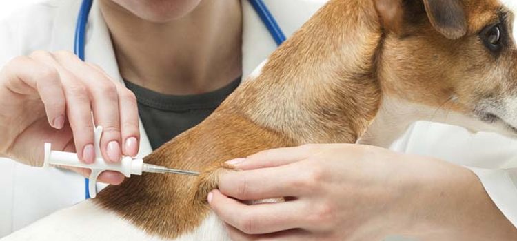 dog vaccination hospital in Burton