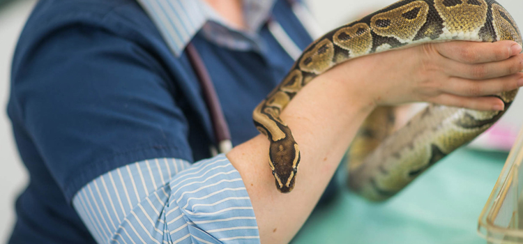 practiced vet care for reptiles in Grove City