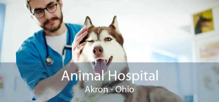 Animal Hospital Akron - Ohio