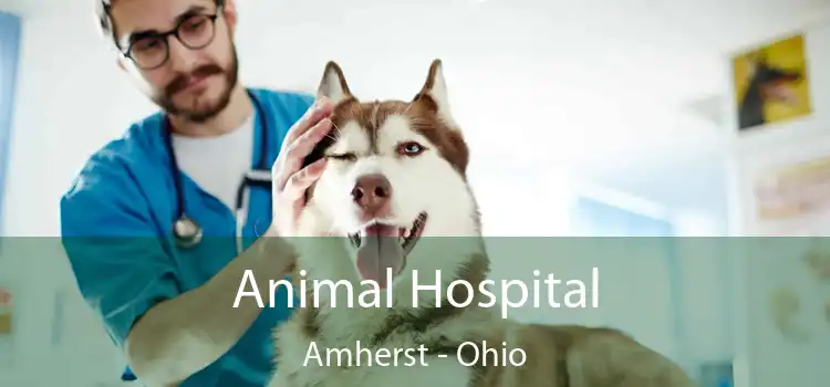 Animal Hospital Amherst - Ohio