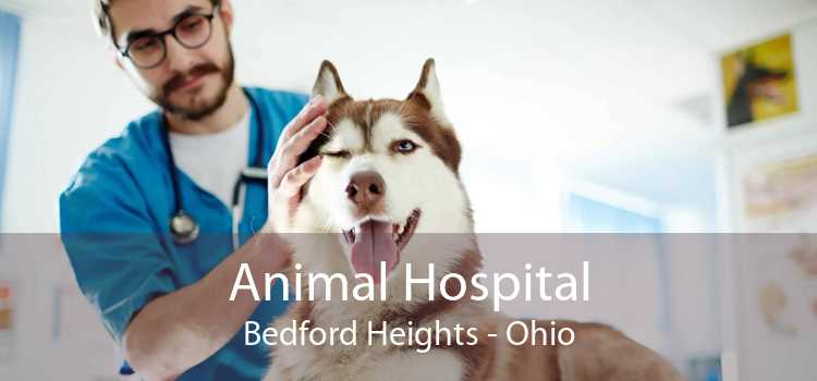 Animal Hospital Bedford Heights - Ohio