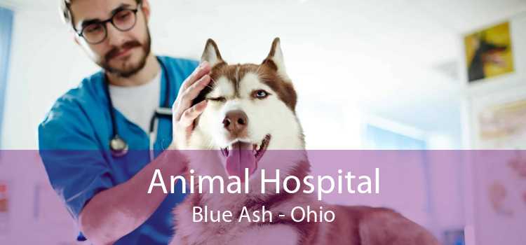 Animal Hospital Blue Ash - Ohio
