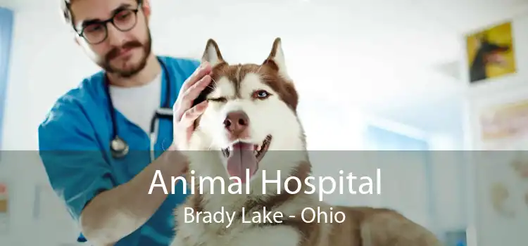 Animal Hospital Brady Lake - Ohio