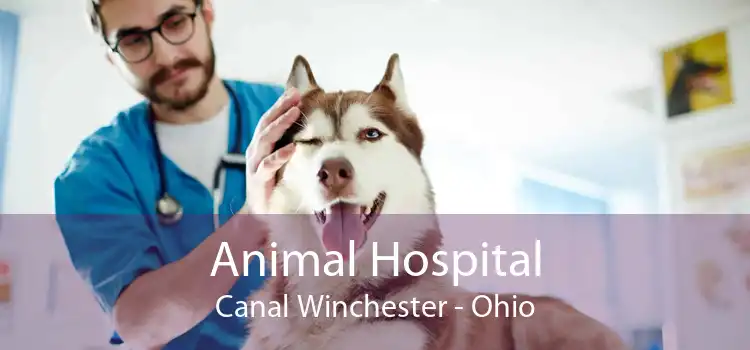 Animal Hospital Canal Winchester - Ohio