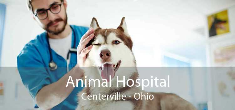 Animal Hospital Centerville - Ohio