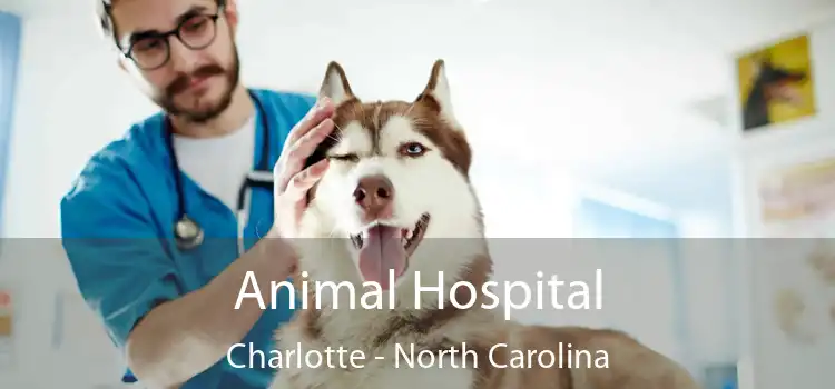 Animal Hospital Charlotte - North Carolina