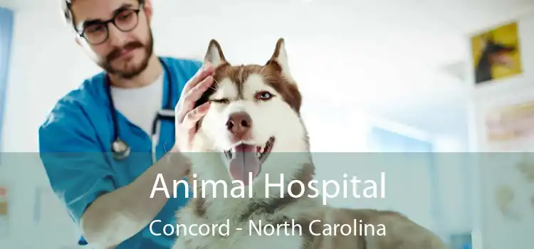 Animal Hospital Concord - North Carolina