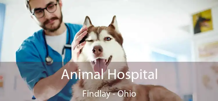 Animal Hospital Findlay - Ohio