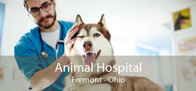 Animal Hospital Fremont - Ohio