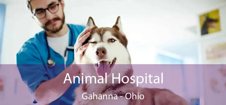 Animal Hospital Gahanna - Ohio