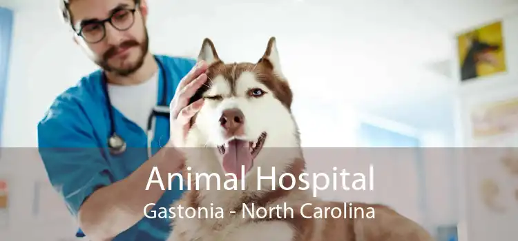 Animal Hospital Gastonia - North Carolina