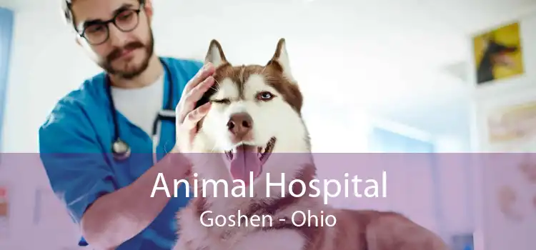 Animal Hospital Goshen - Ohio