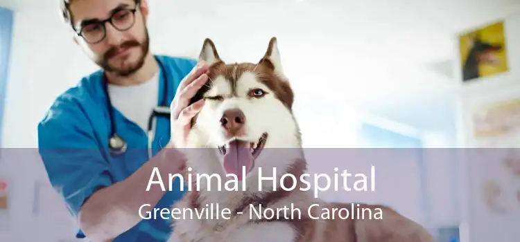 Animal Hospital Greenville - North Carolina