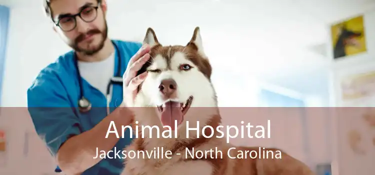 Animal Hospital Jacksonville - North Carolina