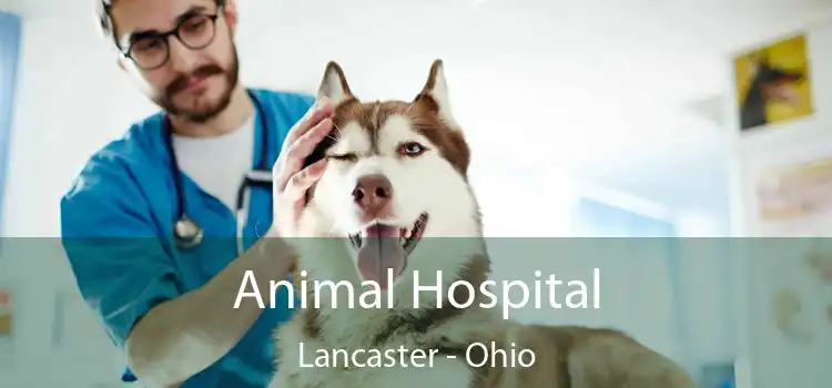 Animal Hospital Lancaster - Ohio
