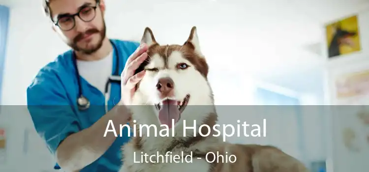 Animal Hospital Litchfield - Ohio