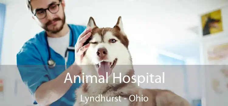 Animal Hospital Lyndhurst - Ohio