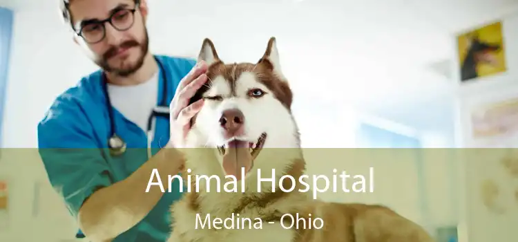 Animal Hospital Medina - Ohio