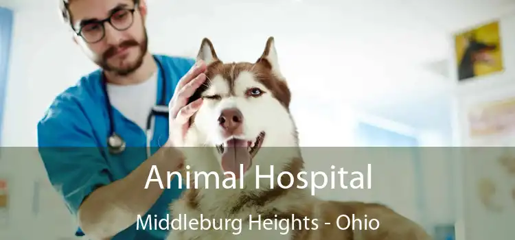 Animal Hospital Middleburg Heights - Ohio