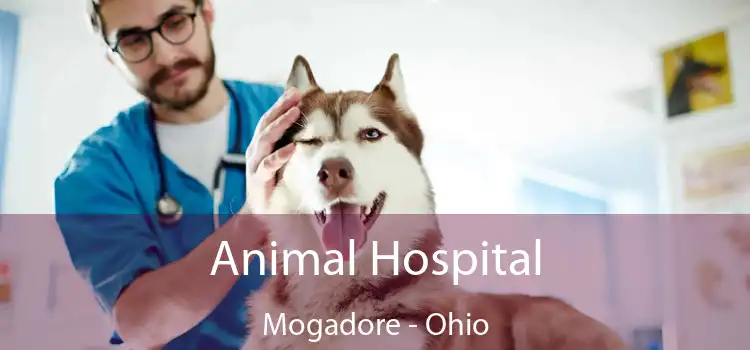 Animal Hospital Mogadore - Ohio