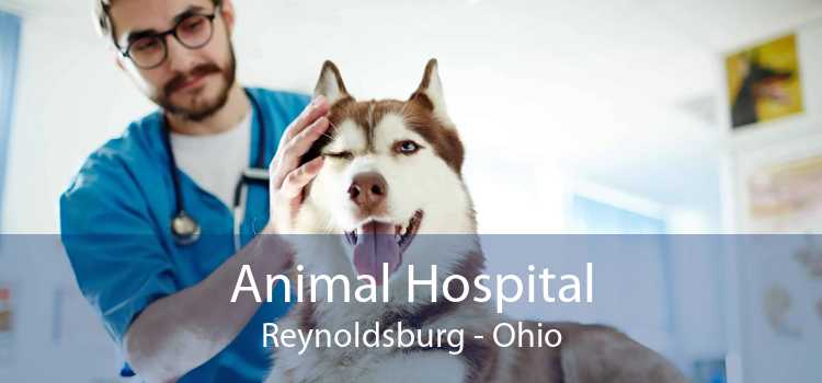 Animal Hospital Reynoldsburg - Ohio