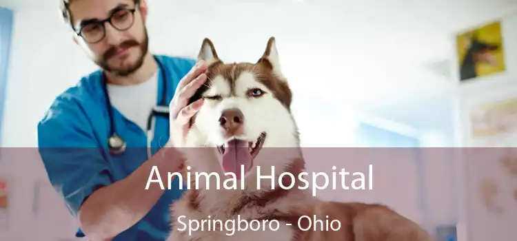 Animal Hospital Springboro - Ohio