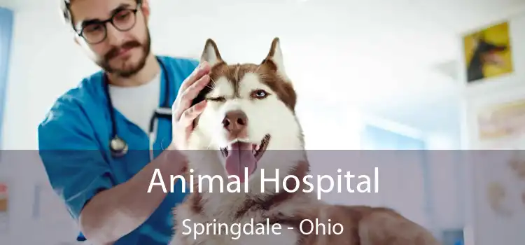 Animal Hospital Springdale - Ohio