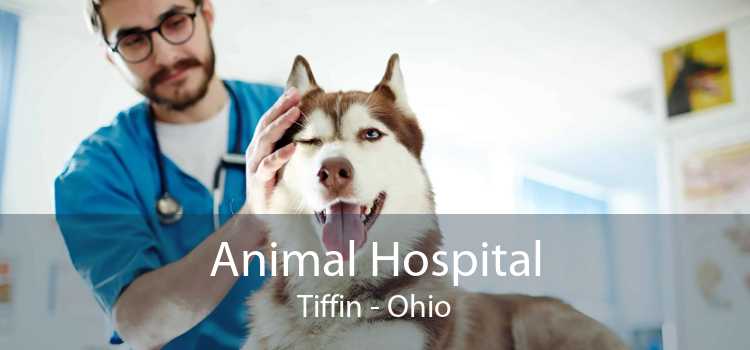 Animal Hospital Tiffin - Ohio