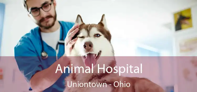 Animal Hospital Uniontown - Ohio