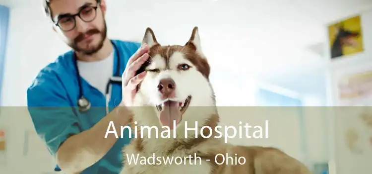 Animal Hospital Wadsworth - Ohio