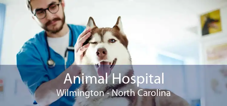 Animal Hospital Wilmington - North Carolina