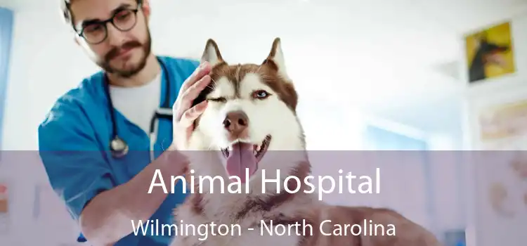 Animal Hospital Wilmington - North Carolina