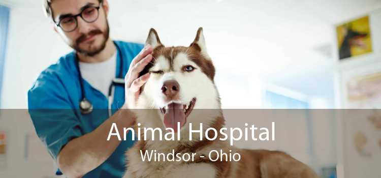 Animal Hospital Windsor - Ohio