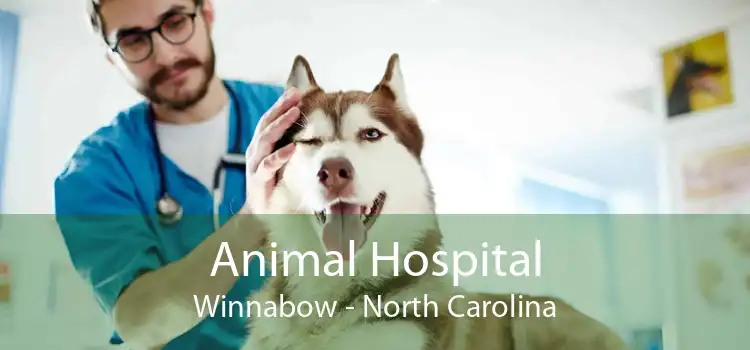 Animal Hospital Winnabow - North Carolina