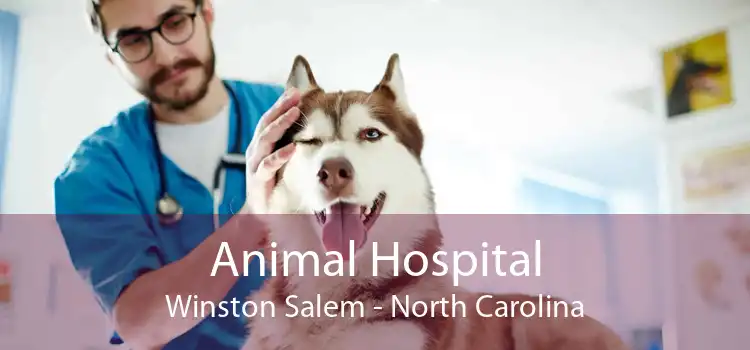 Animal Hospital Winston Salem - North Carolina