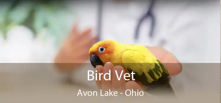 Bird Vet Avon Lake - Ohio