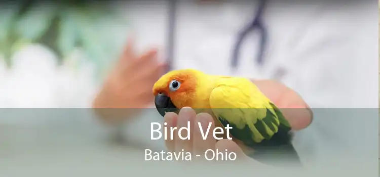 Bird Vet Batavia - Ohio