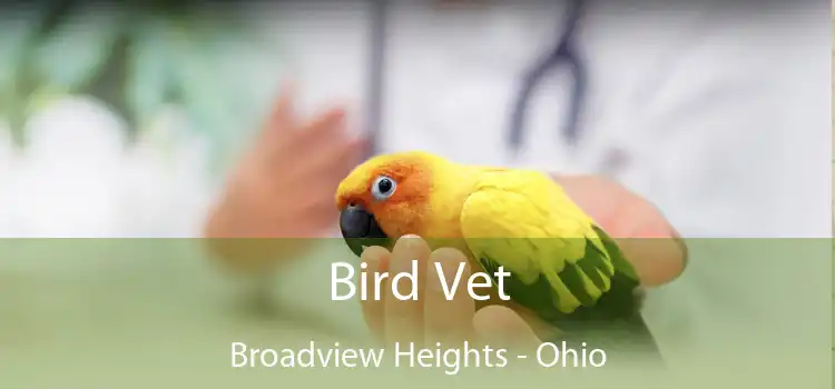 Bird Vet Broadview Heights - Ohio