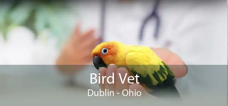 Bird Vet Dublin - Ohio