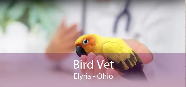 Bird Vet Elyria - Ohio