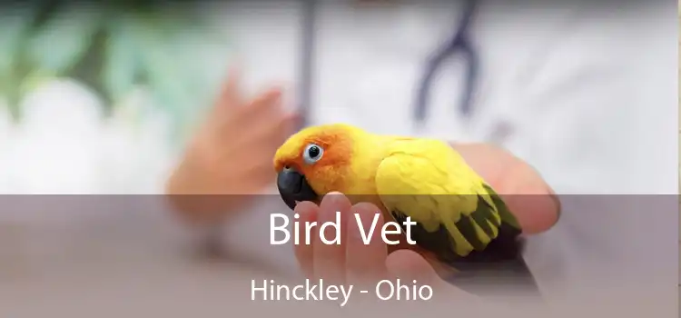 Bird Vet Hinckley - Ohio