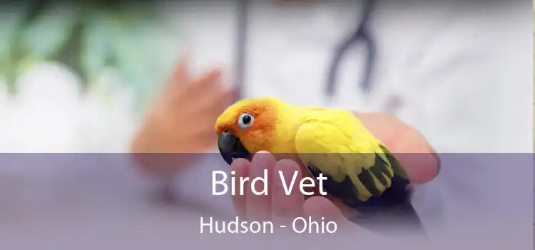 Bird Vet Hudson - Ohio