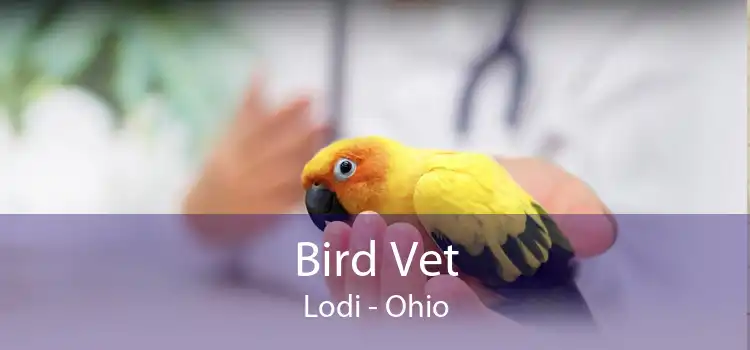 Bird Vet Lodi - Ohio