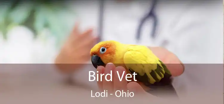 Bird Vet Lodi - Ohio