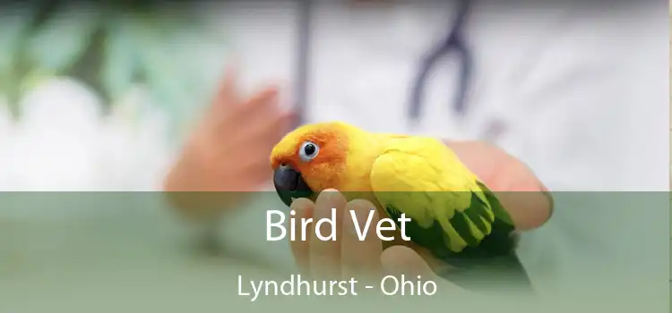 Bird Vet Lyndhurst - Ohio