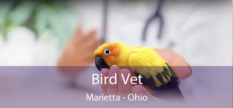 Bird Vet Marietta - Ohio