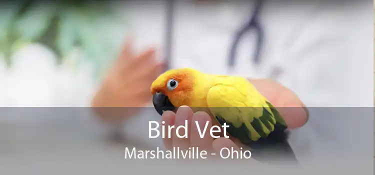 Bird Vet Marshallville - Ohio
